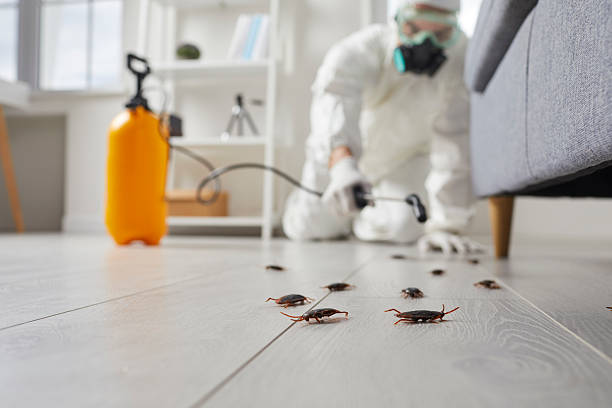 Affordable Termite Control solutions in Crainville, IL